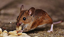 customized-pest-control-for-high-security-facilities Experts in Journal Newspaper
